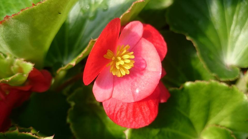 海棠 Begonia x semperflorens-cultorum