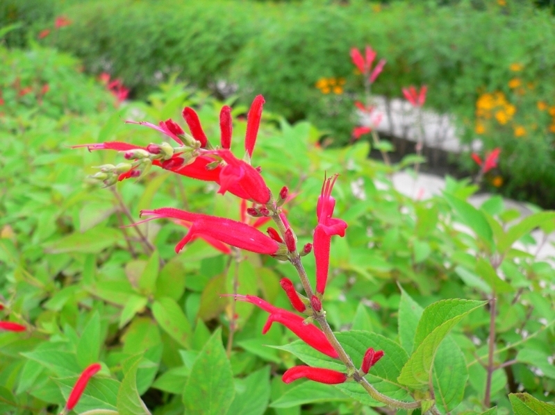 鳳梨鼠尾草 Salvia elecans 'Scarlet Pineapple'