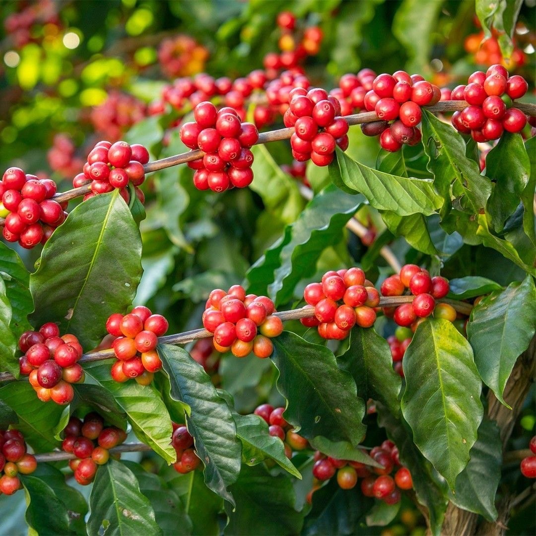 阿拉比卡咖啡(小果咖啡) Coffea arabica Linn