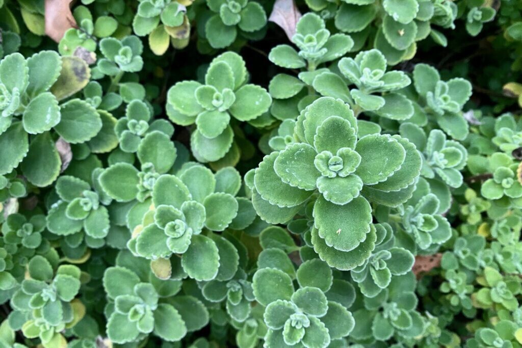 小葉到手香 Plectranthus socotranum