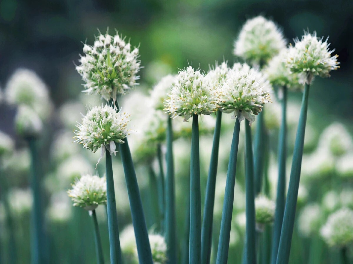 蔥 Allium fistulosum L.