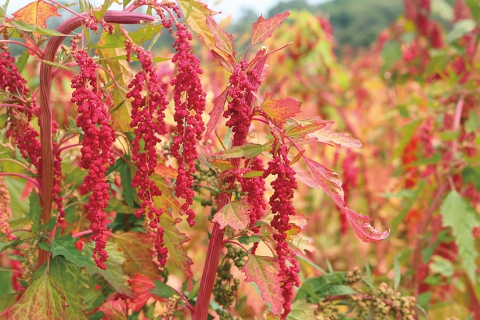 台灣藜/紅藜 Chenopodium formosanum