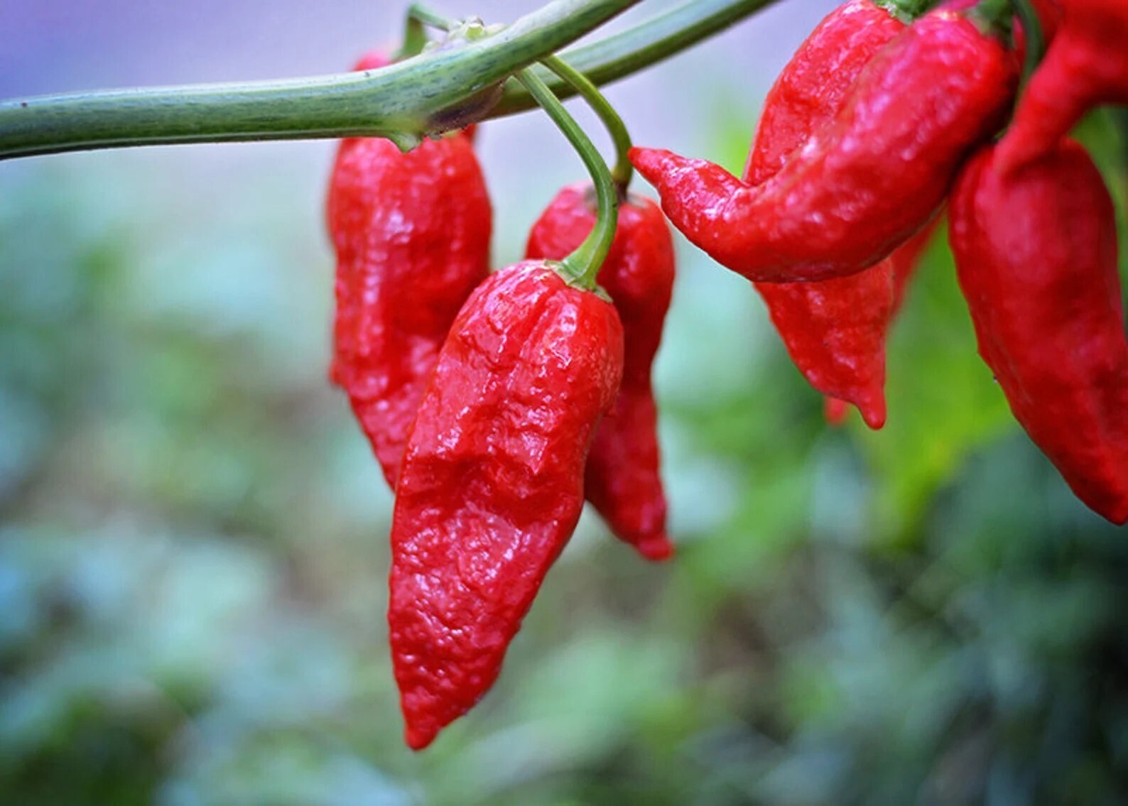 魔鬼椒/斷魂椒 Capsicum chinense X C. frutescens