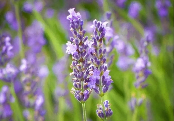 甜薰衣草 Lavandula x heterophylla