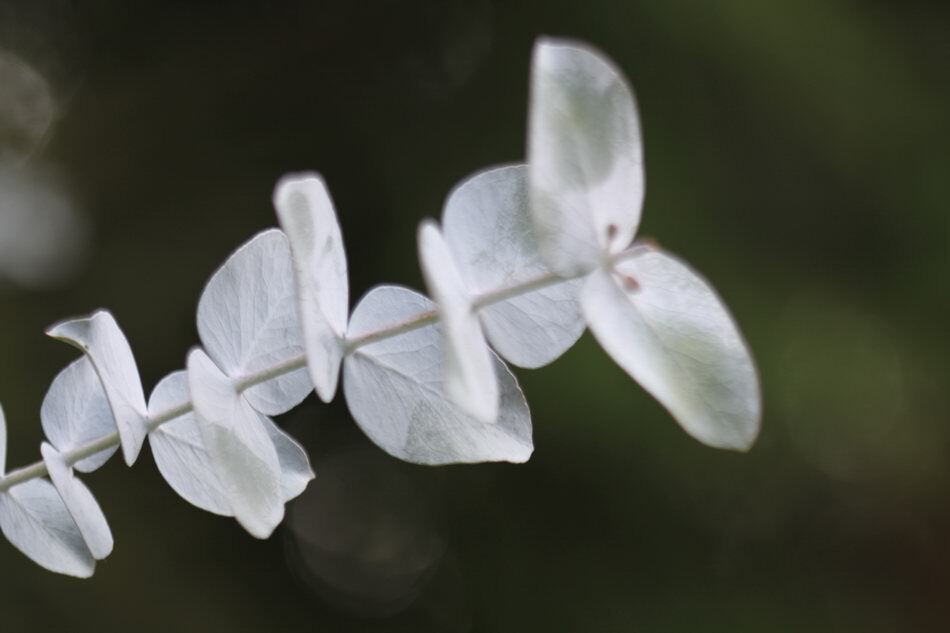 銀葉桉/圓葉尤加利 Eucalyptus cinerea F. J. Muell. ex Benth.