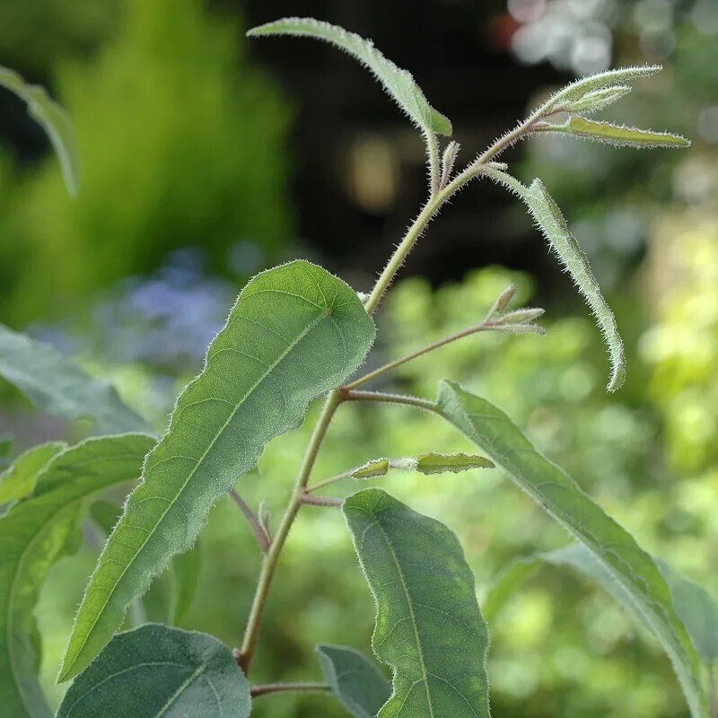 檸檬桉/檸檬尤加利 Corymbia citriodora