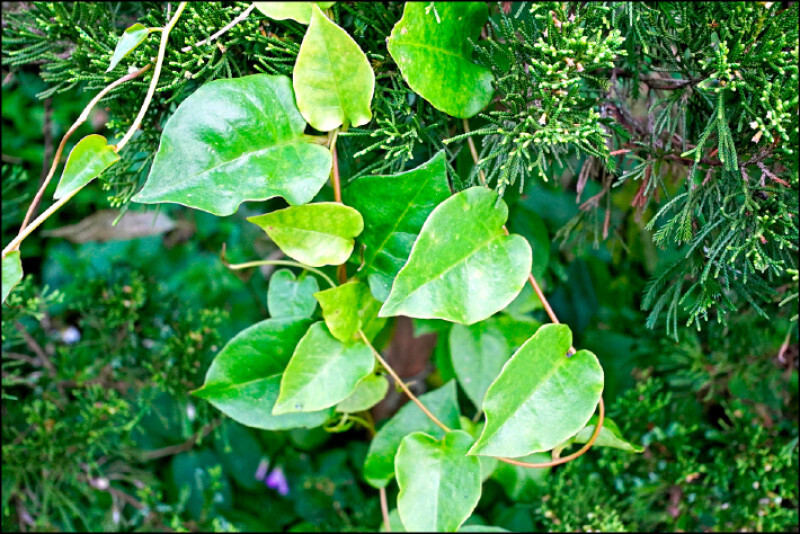 川七 Anredera cordifolia (Ten.) Steenis