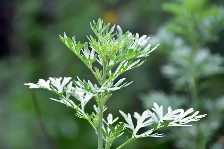 艾草 Artemisia argyi