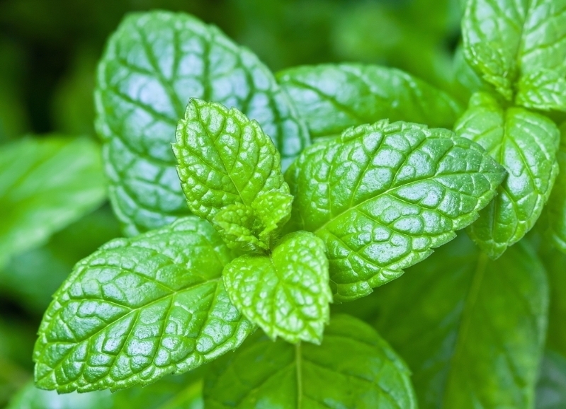 綠薄荷 Mentha spicata