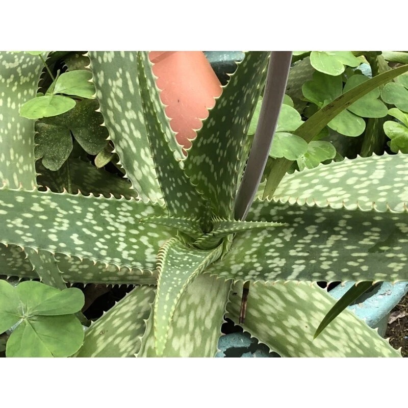 廣葉蘆薈 Aloe saponaria var. latifolea