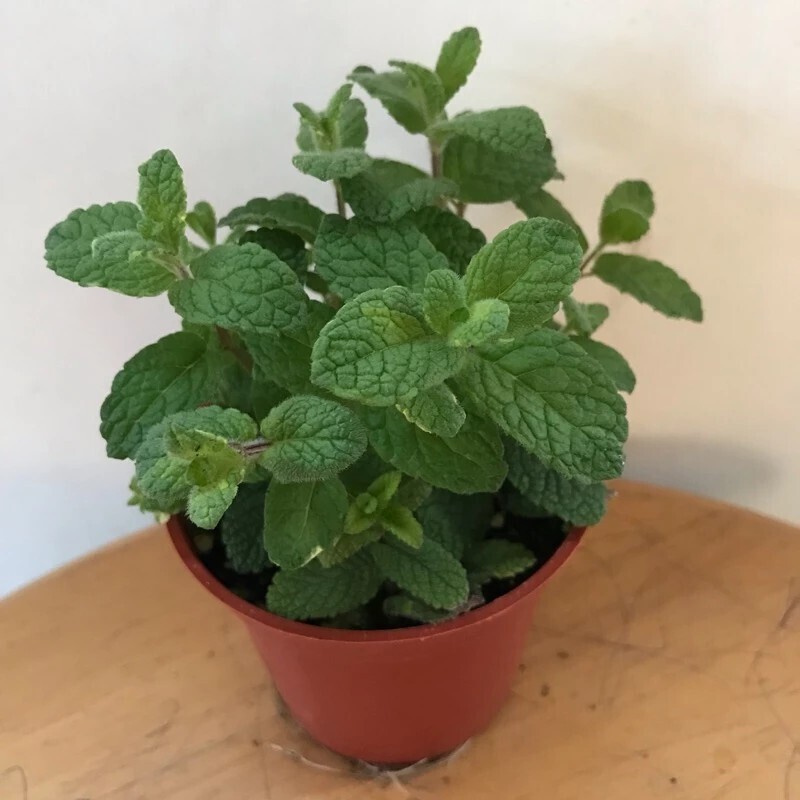 蘋果薄荷 Mentha suaveolens