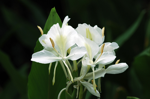 野薑花 Hedychium coronarium Koenig