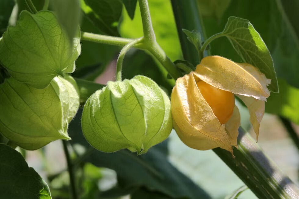 酸漿/燈籠果 Physalis peruviana L.