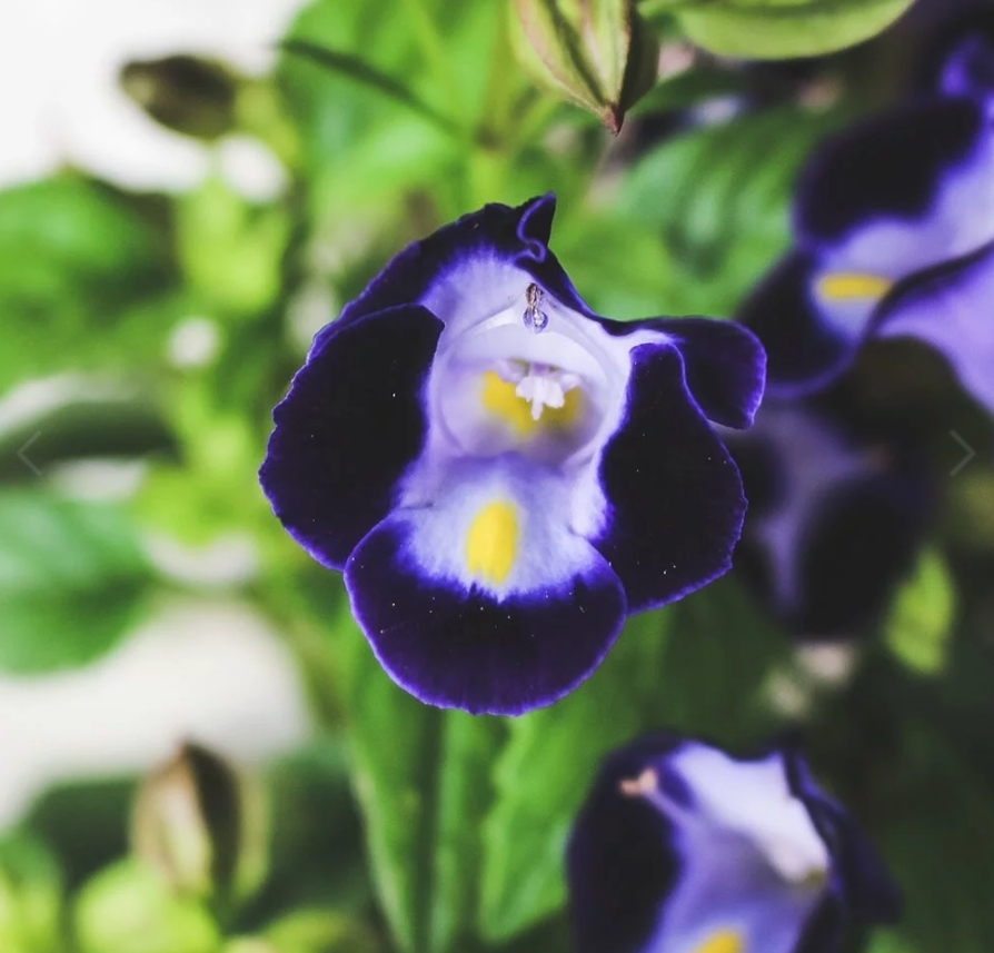 夏堇 Torenia fournieri