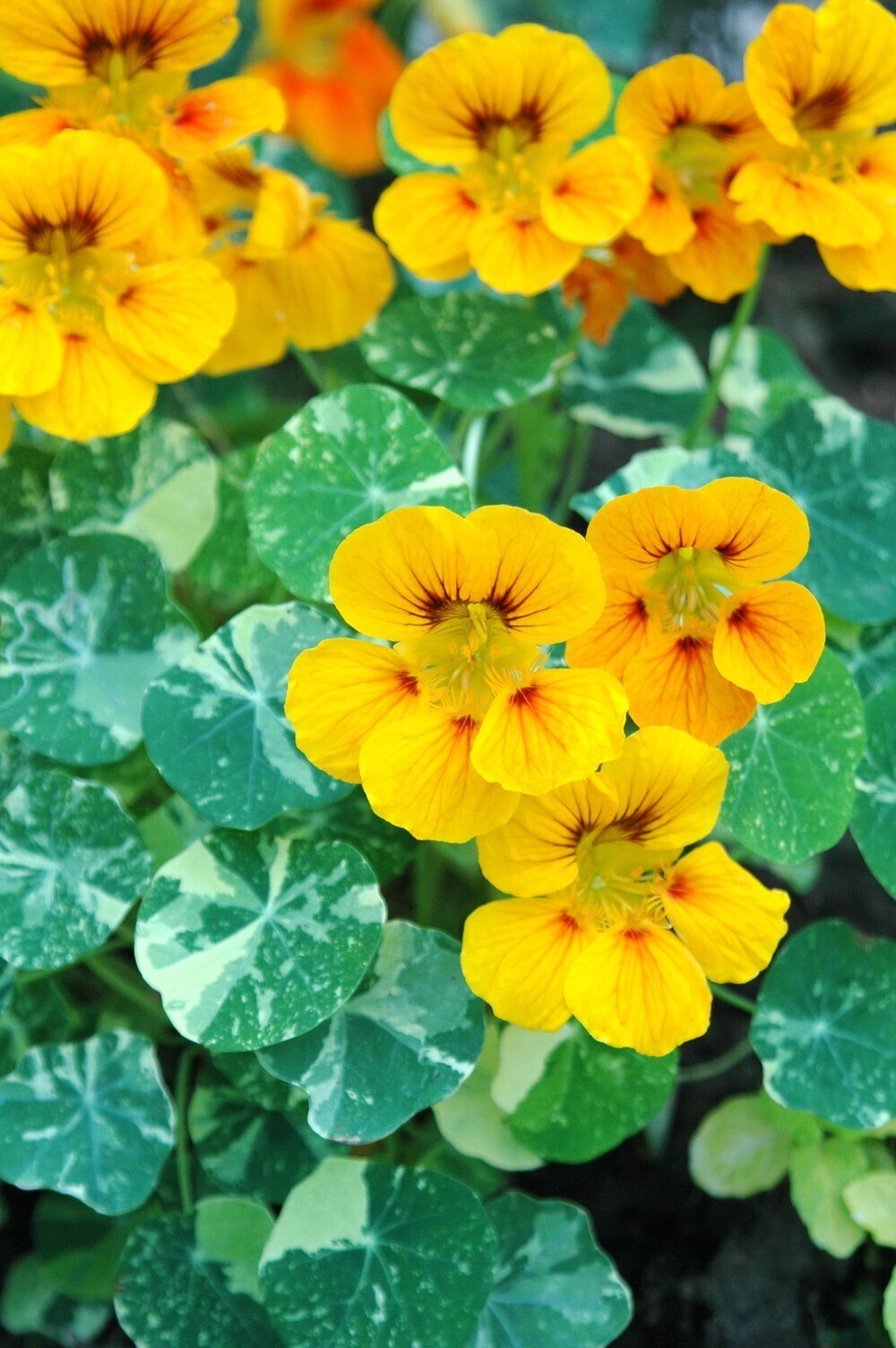 金蓮花 Tropaeolum majus Linn.