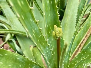 斑葉蘆薈 Aloe vera