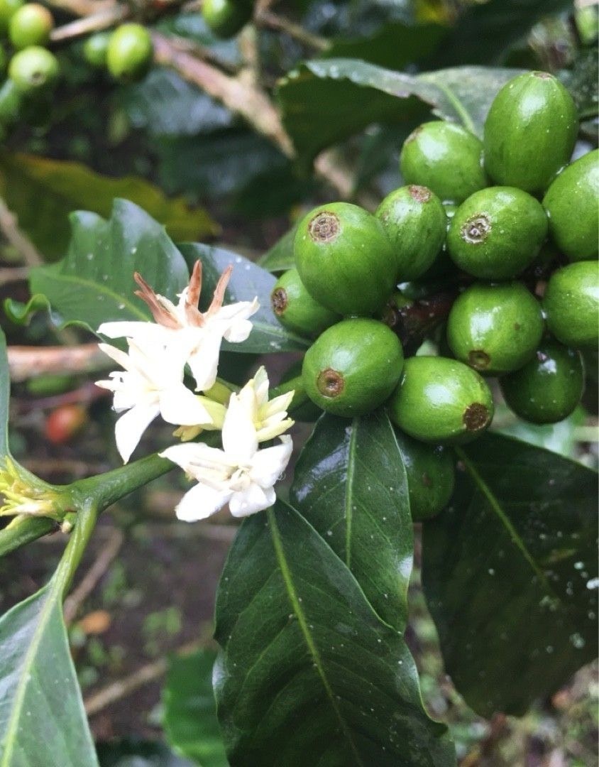 賴比瑞亞咖啡(大果咖啡) Coffea liberica