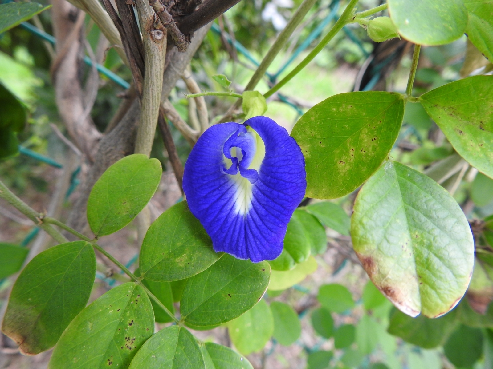 蝶豆花 Clitoria ternatea Linn.