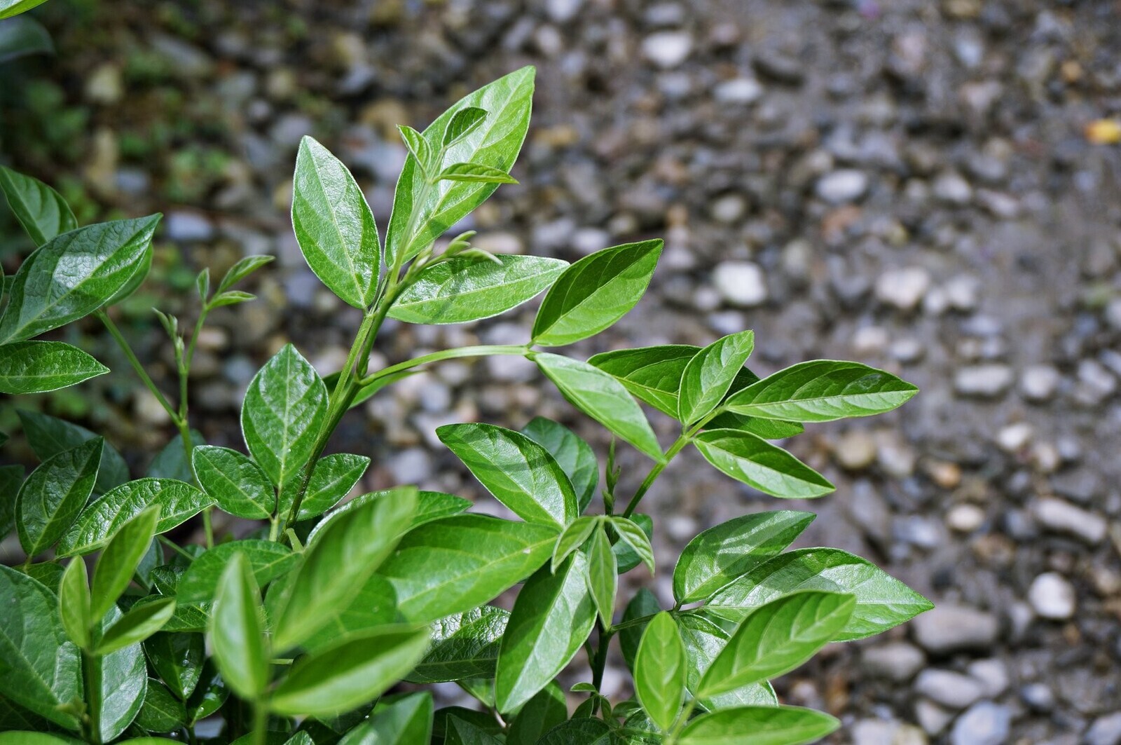 小槐花/抹草 Ohwia caudata (Thunb.) H.Ohashi