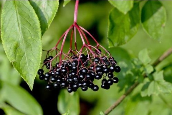 接骨木 Sambucus nigra L.