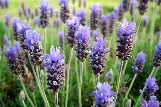 西班牙薰衣草 Lavandula stoechas