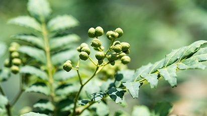 日本花椒/胡椒木 Zanthoxylum piperitum