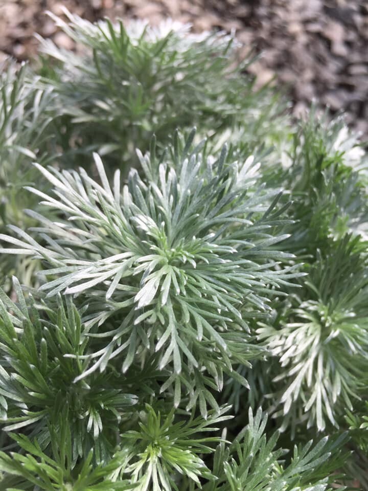 南方苦艾/朝霧草 Artemisia schmidtiana（Artemisia sericea var. schmidtiana）