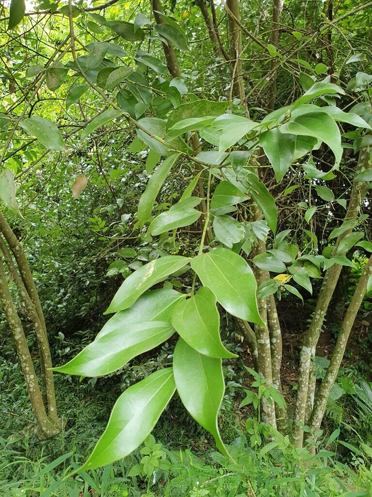 土肉桂 Cinnamomum osmophloeum Kanehira