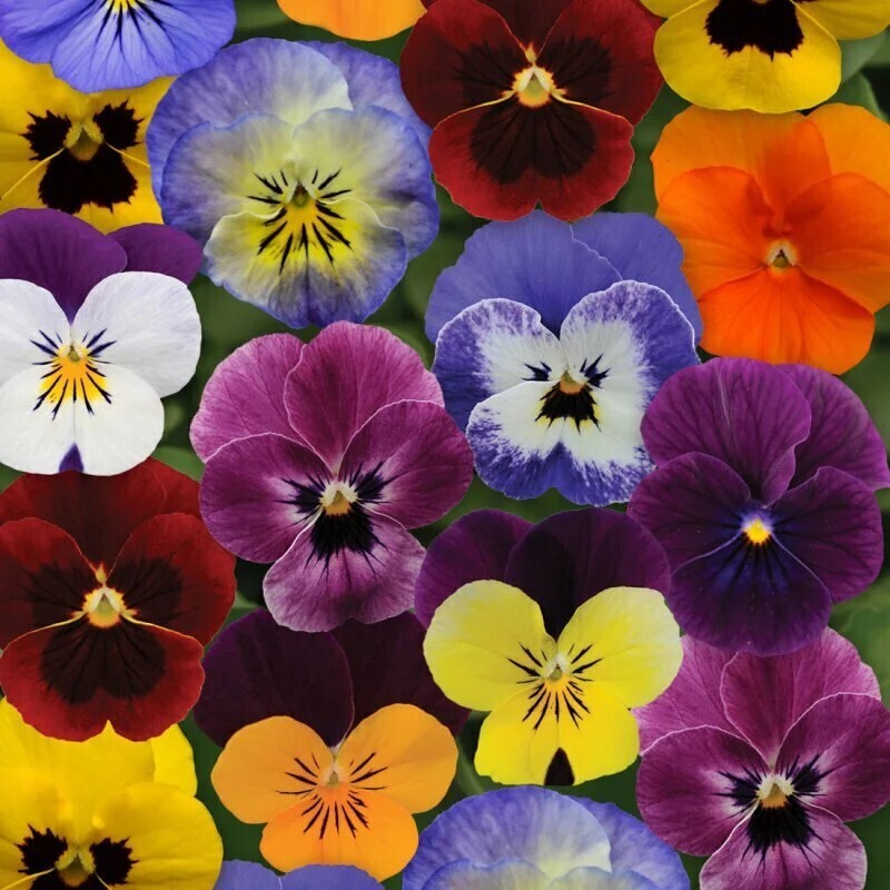 香堇 Viola odorata L