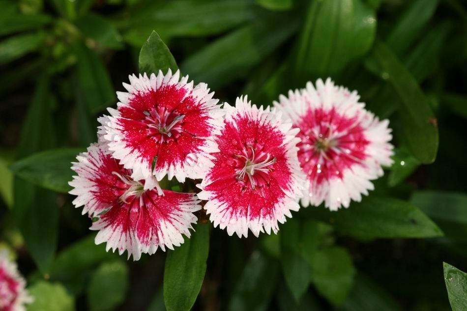 石竹 Dianthus chinensis