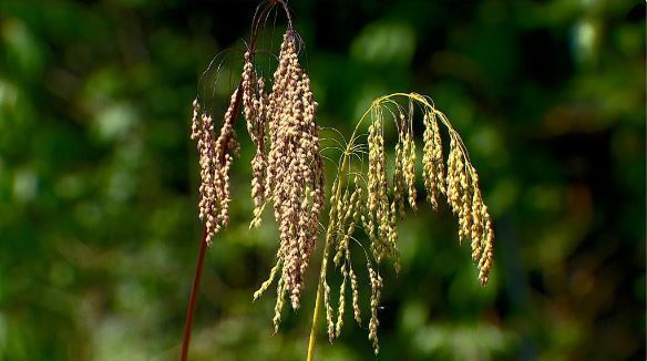 台灣油芒 Eccoilopus  formosanus (Rendle) A. Camus