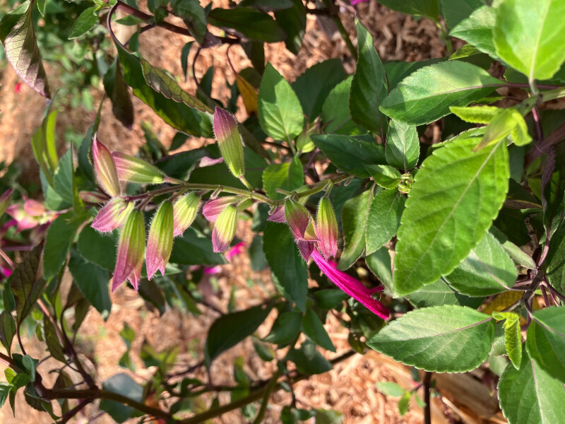 櫻桃鼠尾草 Salvia sp.