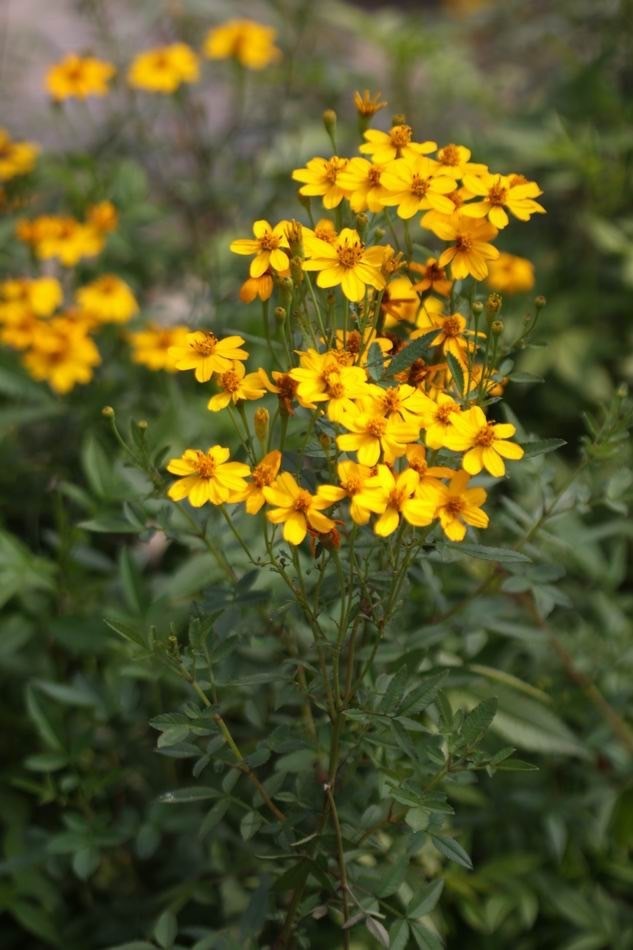 芳香萬壽菊 Tagetes lemmonii