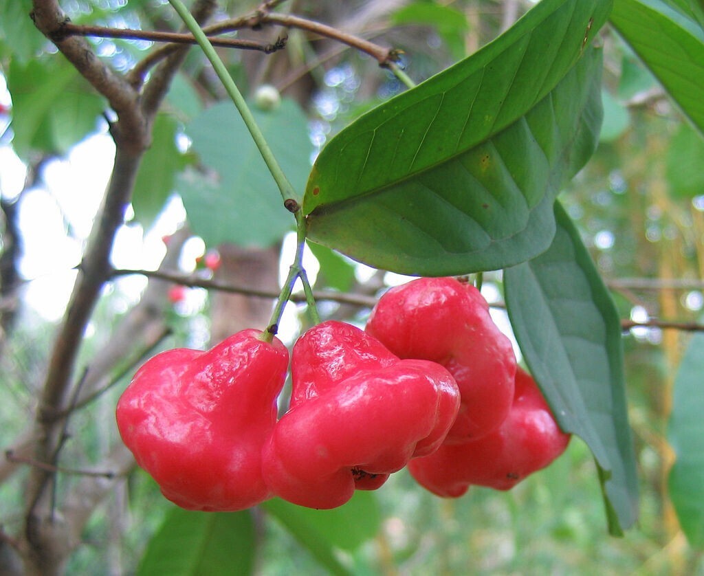 水蓮霧/珍珠蓮霧 Syzygium aqueum