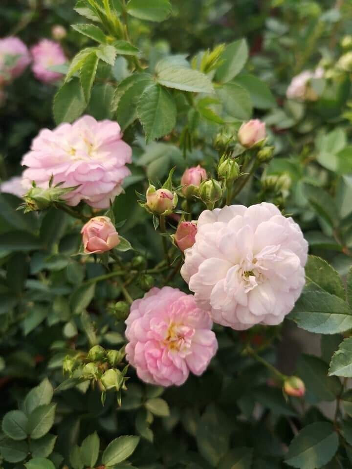 天使薔薇 Rosa chinensis cv.