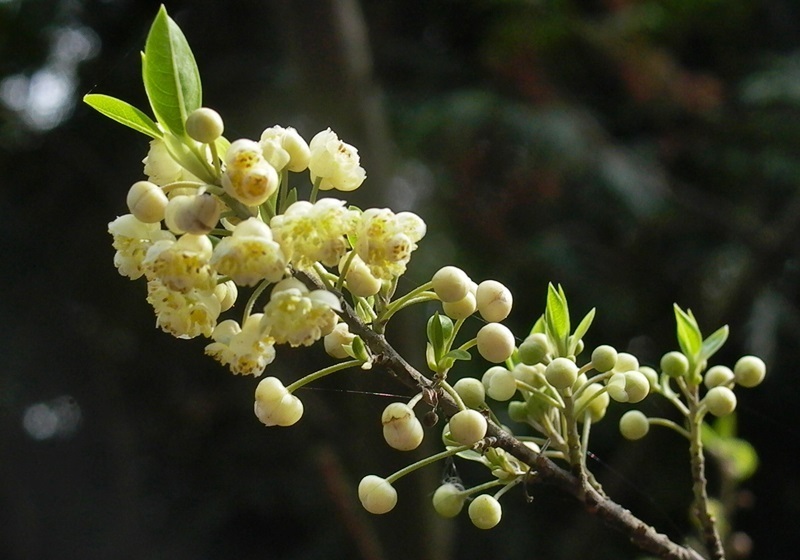 馬告 Litsea cubeba (Lour.) Persoon.