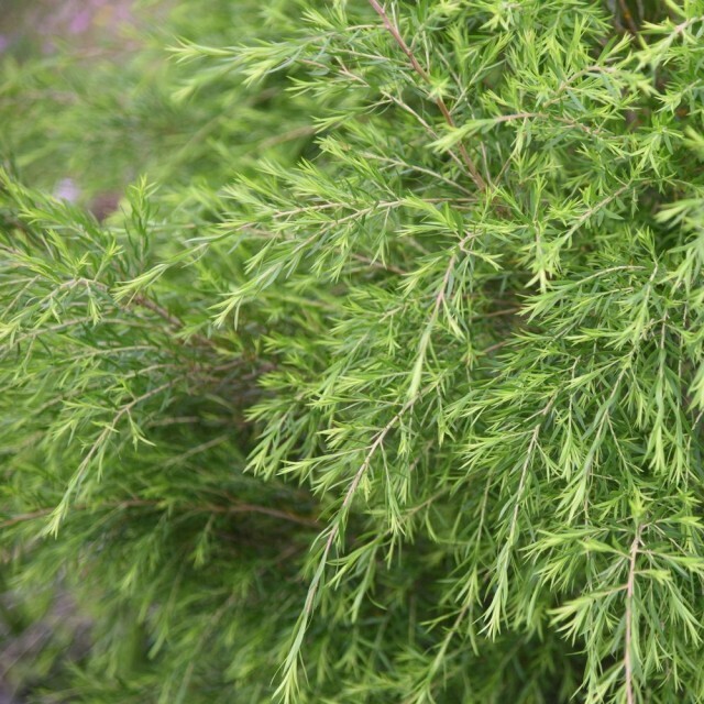 澳洲茶樹 Melaleuca alternifolia Cheel