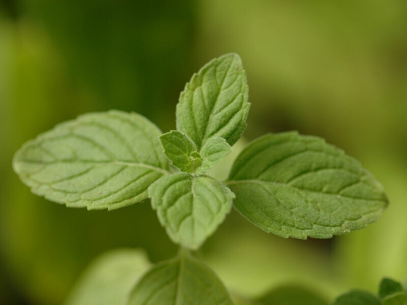 茱莉亞甜薄荷 Mentha spicata 'Julia's Sweet Citrus'