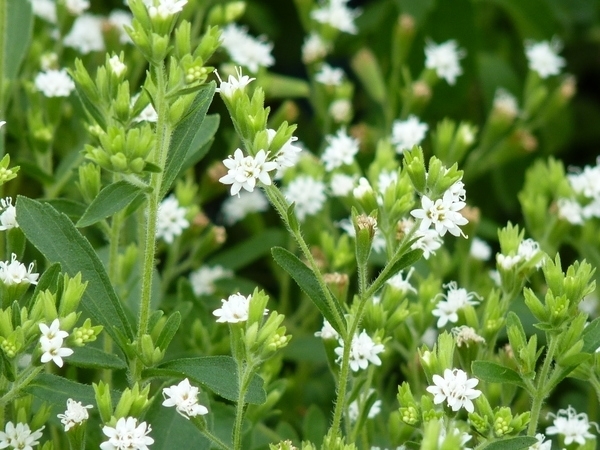 甜菊 Stevia rebaudiana (Bertoni) Hemsl.