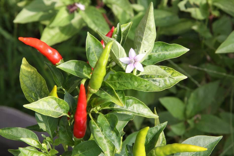 朝天椒 Capsicum annum L. var. fasciculatum Irish.