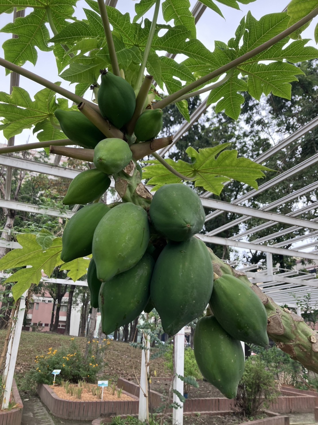 木瓜 Carica papaya L.