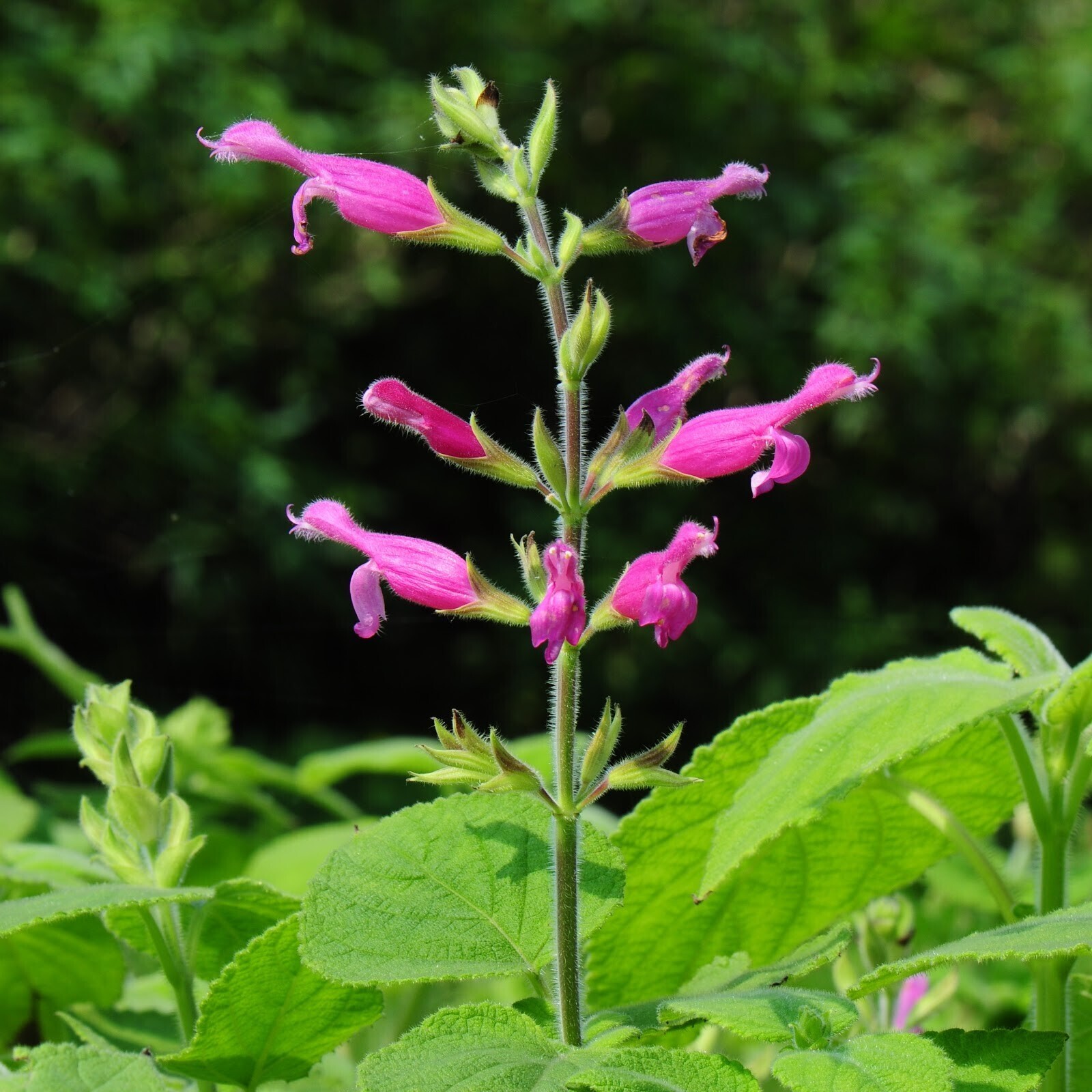 水果鼠尾草 Salvia dorisiana