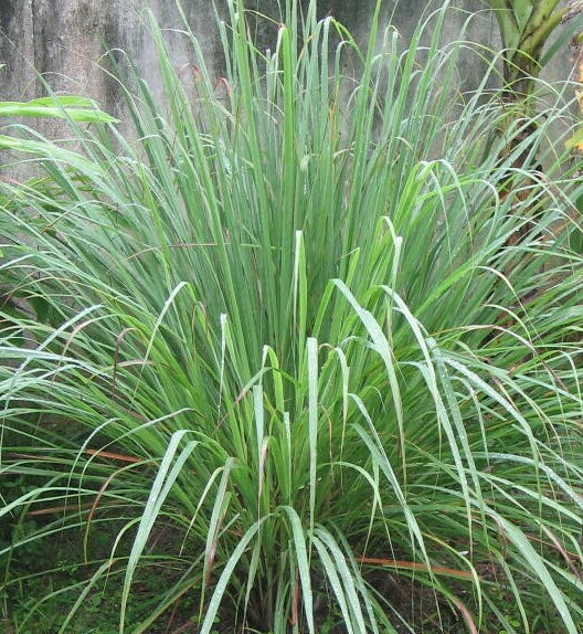 檸檬香茅 Cymbopogon citratus (DC.) Stapf.