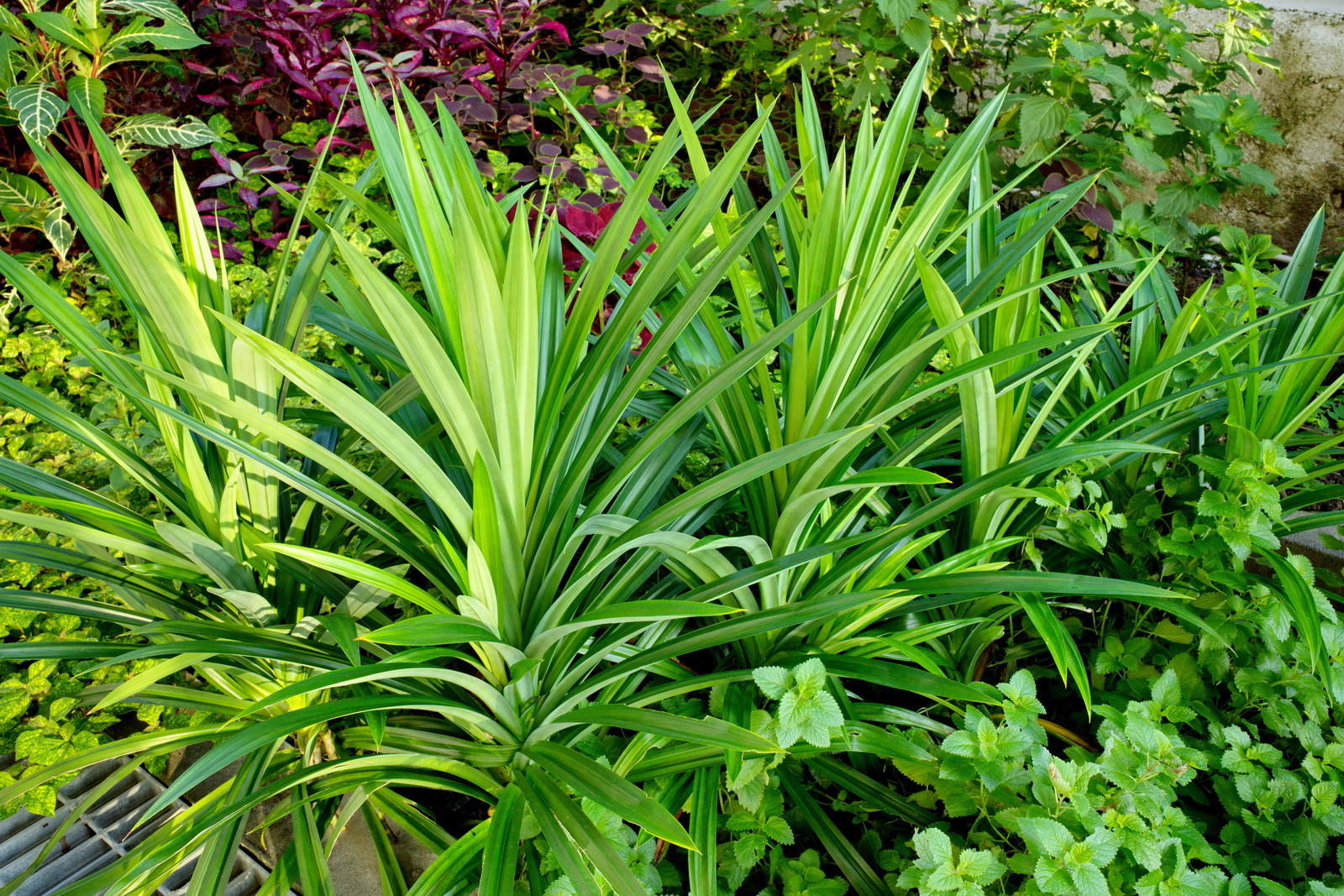 香蘭葉(斑蘭葉) Pandanus amaryllifolius